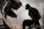 Jual Poster Riot (Marvel Comics) Venom Movie Venom APC005