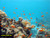 jual poster pemandangan terumbu karang coralreef 026