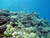 jual poster pemandangan terumbu karang coralreef 031