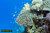 jual poster pemandangan terumbu karang coralreef 041