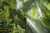 jual poster pemandangan hutan forest 014