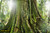 jual poster pemandangan hutan forest 017