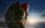 Jual Poster Raphael (TMNT) Teenage Mutant Ninja Turtles Teenage Mutant Ninja Turtles Teenage Mutant Ninja Turtles (2014) APC