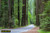 jual poster pemandangan hutan forest 029