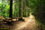 jual poster pemandangan hutan forest 043