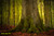 jual poster pemandangan hutan forest 074