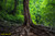jual poster pemandangan hutan forest 078