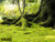 jual poster pemandangan hutan forest 079