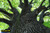 jual poster pemandangan hutan forest 088