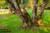 jual poster pemandangan hutan forest 090