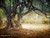 jual poster pemandangan hutan forest 218