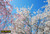 jual poster pemandangan musim semi spring 038