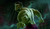 Jual Poster Comics Hulk APC050