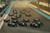 Jual Poster Racing F1 APC127