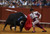 Jual Poster Sports Bullfighting APC003