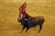Jual Poster Sports Bullfighting APC005