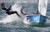 Jual Poster Sports Sailing APC001