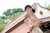 Jual Poster Models Chén Qiáoqiáo APC004