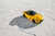Jual Poster Mercedes Benz 2014 17 AMG GT S Worldwide Yellow 1ZM002