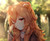 Poster Anime The Rising of the Shield Hero APC004