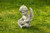 Jual Poster Angel Statue Cherub Grass Statue Man Made Cherub Statue APC