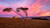 Jual Poster Australia House Island Man Made Sunset Tree Buildings House APC