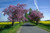 Jual Poster Blossom Field Rapeseed Road Spring Tree Man Made Road APC