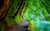 Jual Poster Branch Green Lake Leaf Path Tree Walkway Man Made Path APC