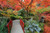 Jual Poster Bush Fall Garden Japanese Garden Path Tree Man Made Japanese Garden APC