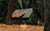 Jual Poster Cabin House Tree Man Made Cabin APC