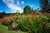 Jual Poster Chair Colorful Colors English Garden Flower Garden Spring Man Made Garden APC