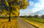 Jual Poster Cloud Fall Field Foliage Road Sky Tree Tree Lined Man Made Road APC