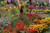 Jual Poster Colorful Colors English Garden Flower Garden Man Made Garden APC