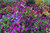 Jual Poster Colorful Colors Flower Garden Purple Flower Man Made Garden APC