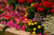 Jual Poster Colorful Flower Garden Man Made Pink Flower Red Flower Yellow Flower Man Made Garden APC