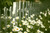 Jual Poster Daisy Fence Spring White Flower Man Made Fence APC
