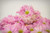 Jual Poster Daisy Pink Flower Teacup Man Made Flower APC