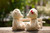 Jual Poster Depth Of Field Love Stuffed Animal Teddy Bear Man Made Stuffed Animal APC 001