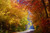 Jual Poster Fall Foliage Forest Nature Road Tree Man Made Road APC 001