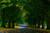 Jual Poster Fall Foliage Green Leaf Man Made Park Road Tree Tree Lined Man Made Road APC