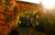 Jual Poster Fall Foliage House Tree Vine Buildings House APC