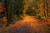 Jual Poster Fall Foliage Lamp Post Road Tree Man Made Path APC