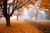 Jual Poster Fall Foliage Leaf Path Sidewalk Tree orange (Color) Man Made Path APC
