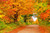 Jual Poster Fall Foliage Nature Road Tree Man Made Road APC