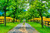 Jual Poster Fence Green Path Road Spring Tree Tree Lined Man Made Road APC