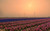 Jual Poster Field Flower Hyacinth Netherlands Wind Turbine Man Made Wind Turbine9 APC