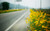 Jual Poster Flower Man Made Road APC