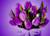 Jual Poster Flower Purple Purple Flower Ribbon Sparkles Tulip Man Made Flower APC08