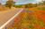 Jual Poster Flower Road Spring Texas Man Made Road APC