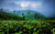 Jual Poster Fog Hill Leaf Tea Plantation Tree Man Made Tea Plantation APC